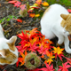 Image for article titled Cats Are the Cutest Guides to Japan